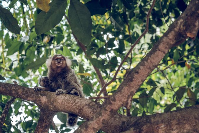 Adorable monkeys on tree branch