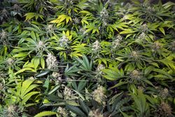 Rows of marijuana plants almost ready to be harvested