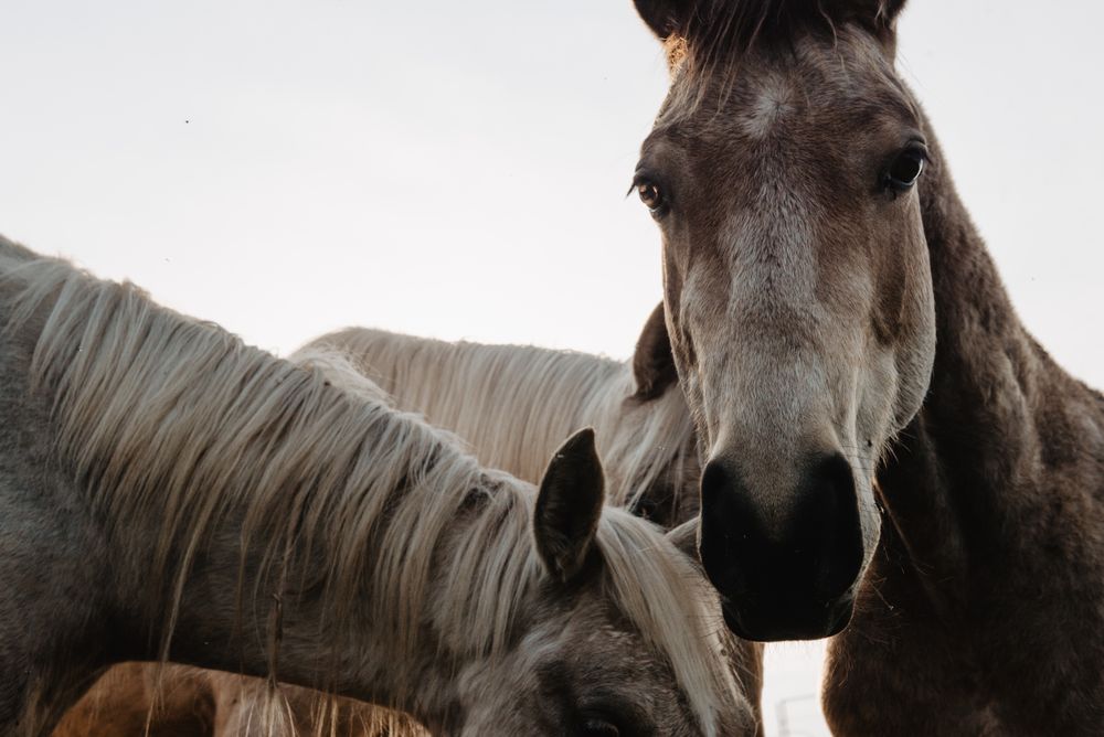 Funny horses on meadow