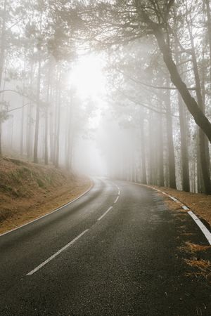 Asphalt road in foggy forest