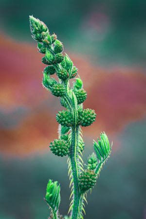 the delicate beauty of the Mimosa pudica flower, commonly known as putri malu
