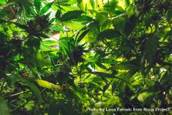 Sun peaking through a canopy of marijuana leaves 0JPaN4