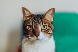 Funny cat with brown and furry coat pattern