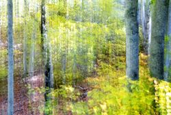 Blurred trees in green forest