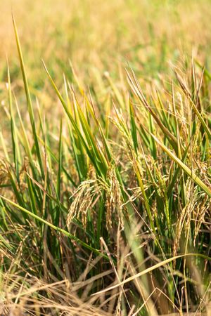 Golden rice plants in field ready for harvest