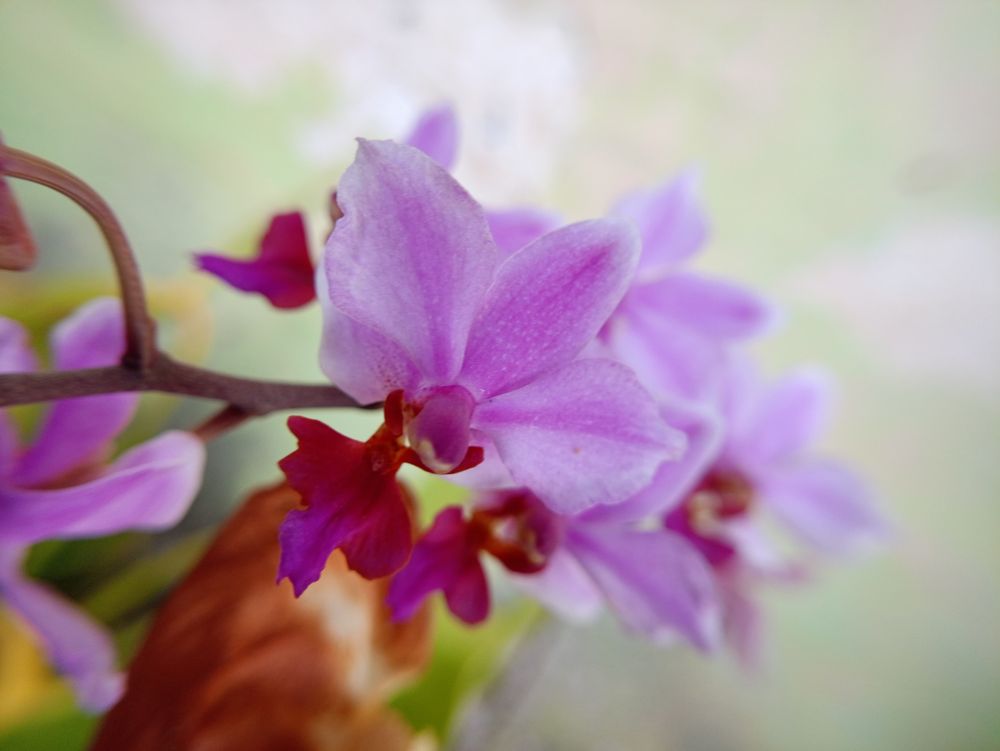Macro image of spring lilac violet flowers