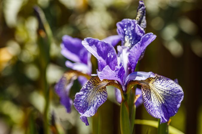 Side view of several purple Siberian Iris flowers with dew drops