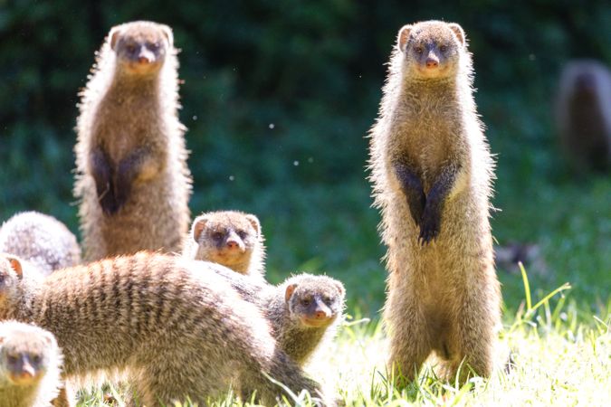 Brown meerkats on green grass