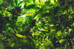 Sun peaking through a canopy of marijuana leaves