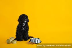 Dog sitting tall by food bowl 4NANg5