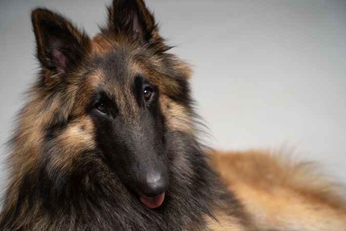 Studio portrait of German shepherd