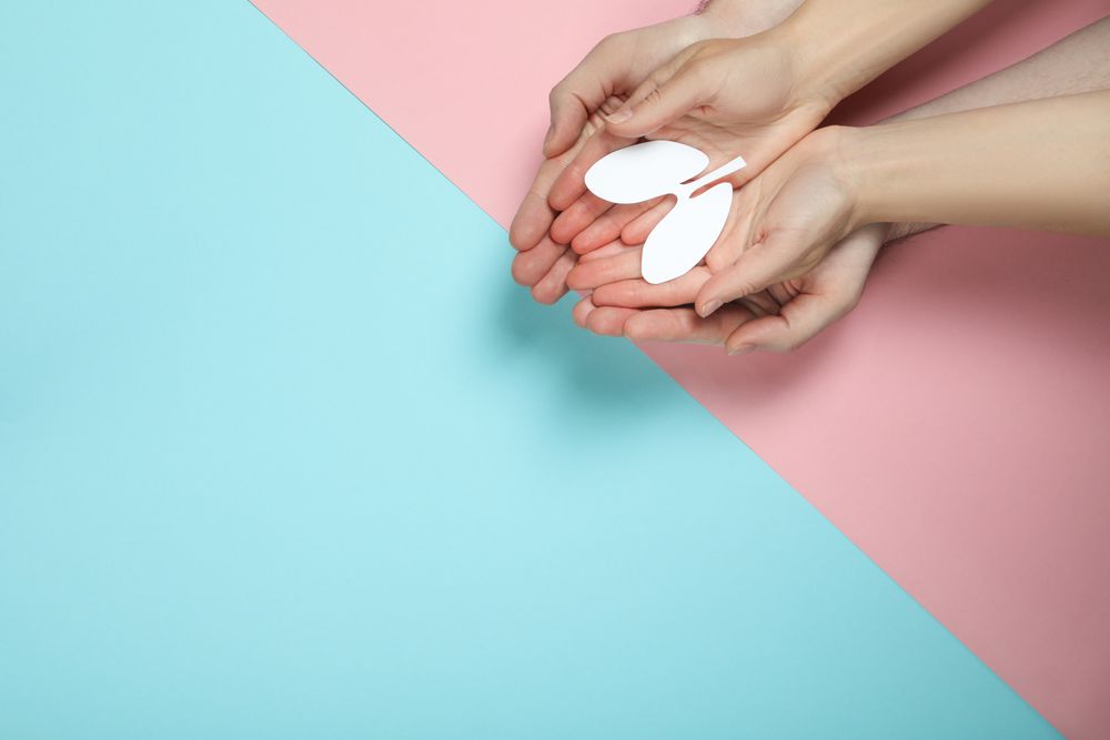 Small lungs being held in two people’s hands on blue and pink background with copy space
