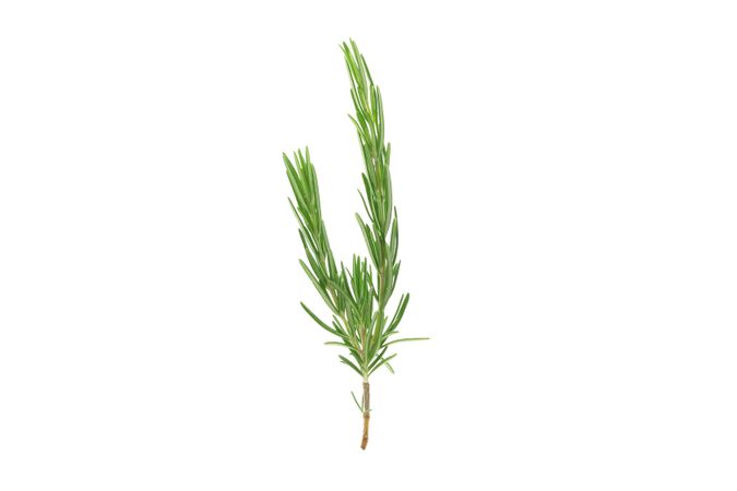 Fresh green rosemary isolated on neutral background