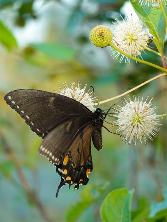A Spicebush Swallowtail butterfly feeding on Buttonbush pollen