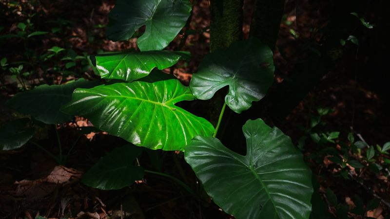 Alocasia odora tropical plant