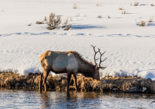 Elk drinking from a river in a snowy Yellowstone National Park
