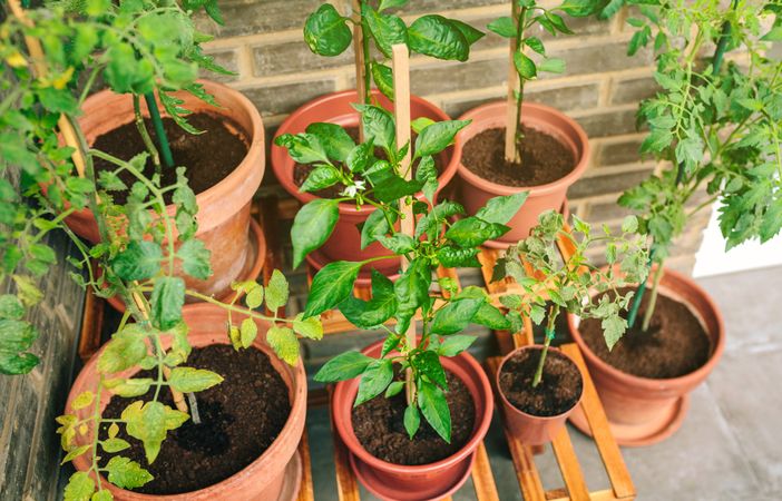 Vegetable garden on balcony of apartment with plants growing on ceramic pots