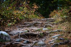 Tree roots creating stairs in forest