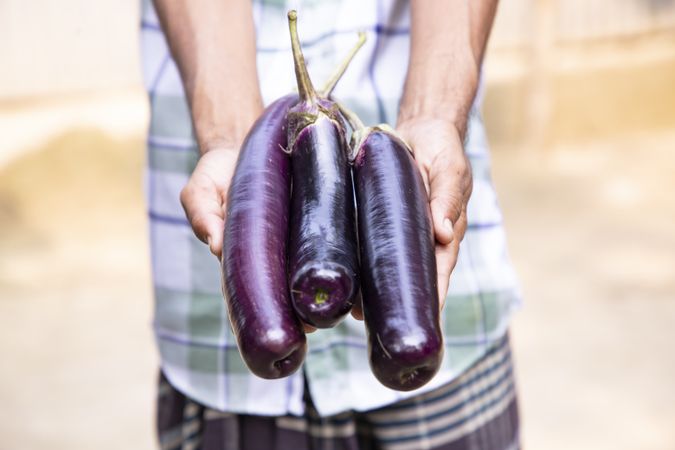 Fresh organic vegetables eggplant in man's hand