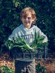 Satisfied boy carrying greens placed in basket in garden