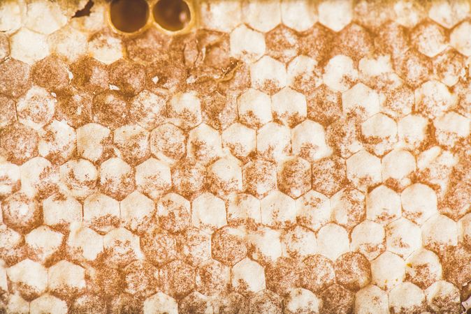Close up, horizontal composition of dry honeycomb
