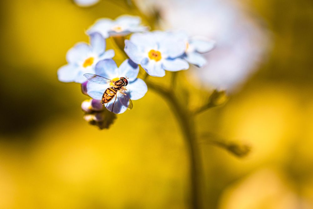 Yellow jacket sitting on blue flowers