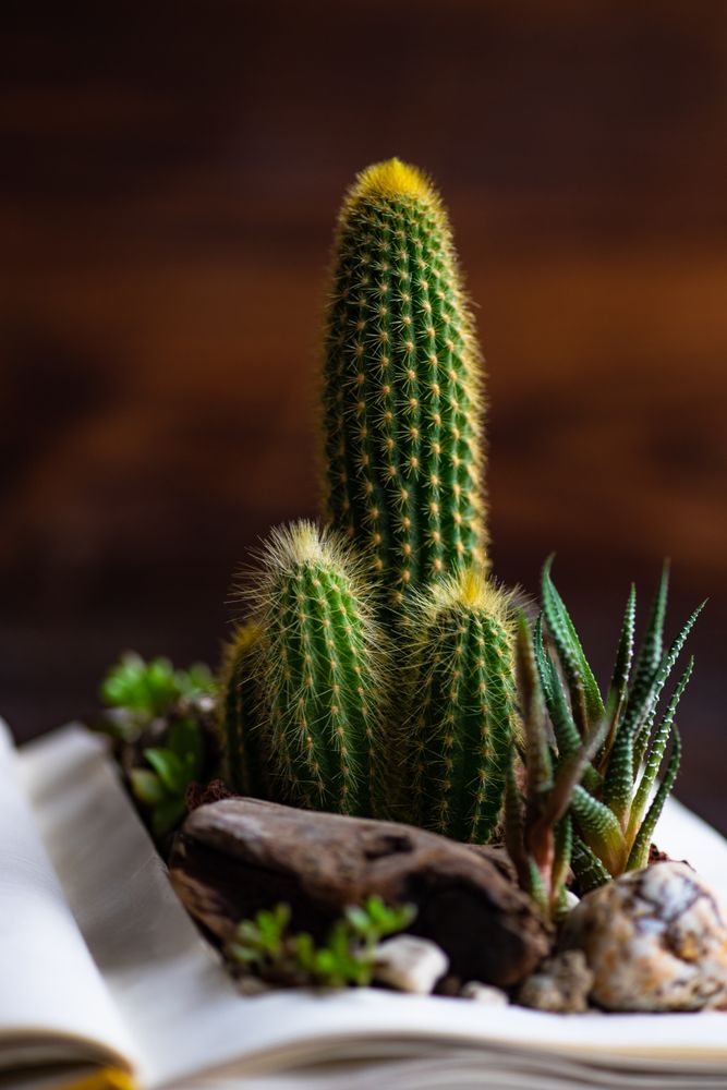 Close up of Perle Von Nurnberg plant in mini rock garden