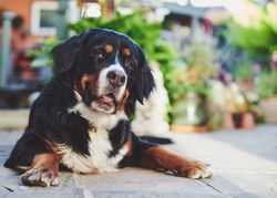 Bernese dog relaxing outside