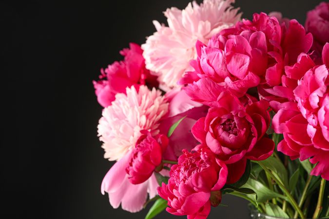 Bouquet of beautiful pink peonies against dark background, space for text