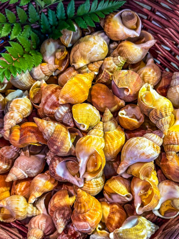 Conch shells for sale at market