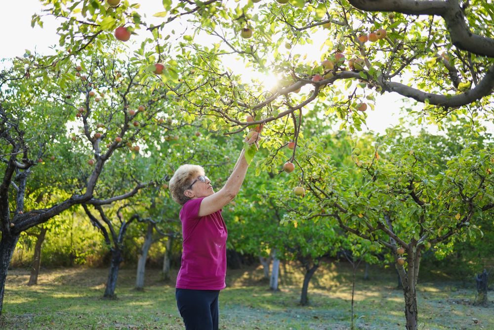 Mature woman in her late 80s picking apples from the branches on trees in an orchard.