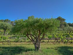Olive tree and grape vines in Côtes De Provence, France