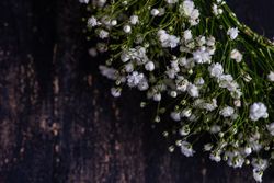 Close up of gypsophila paniculata flowers in wreath