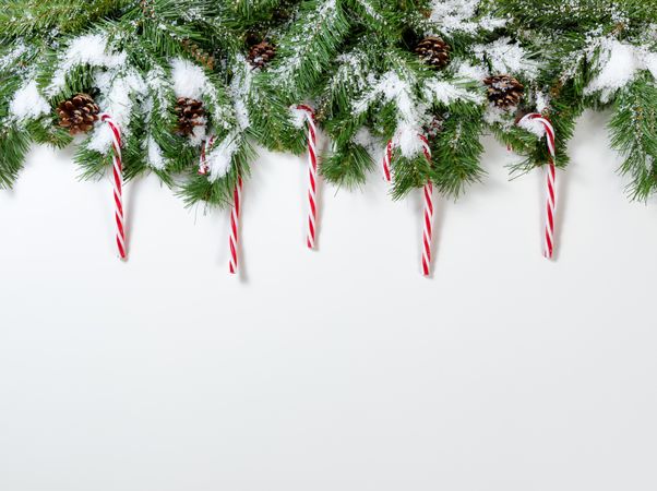 Christmas snowy tree branches and candy cane ornaments