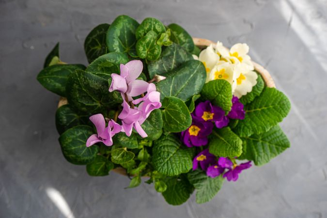 Beautiful purple floral composition in pot