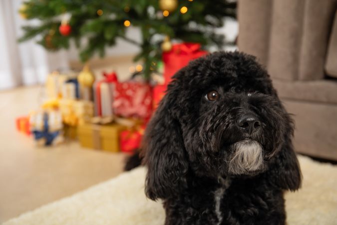 Concept of Merry Christmas, Christmas dog, space for text