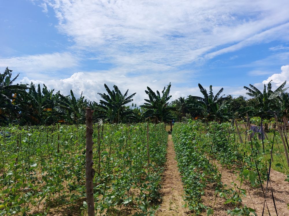 tomato garden