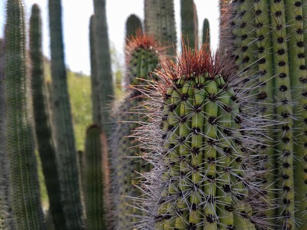 Organ pipe cactus, landscape