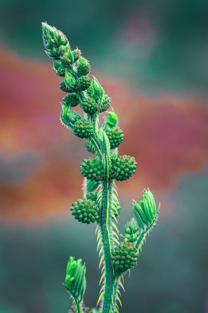 the delicate beauty of the Mimosa pudica flower, commonly known as putri malu