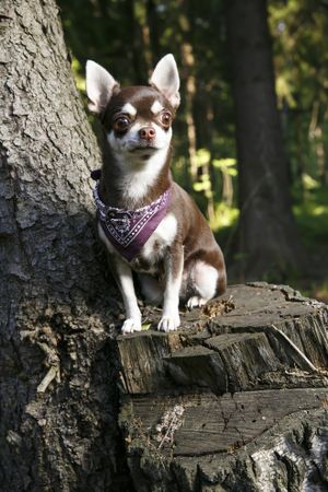 Brown Chihuahua sitting on a stump