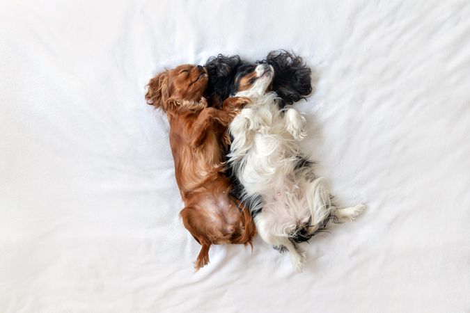 Top view of two cavalier spaniels lying belly up on bed
