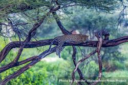 Leopard in Acacia tree, Samburu, Kenya 0KOXZ0