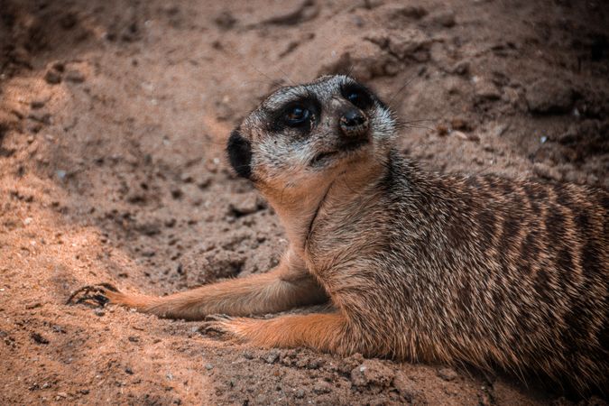 Meerkat