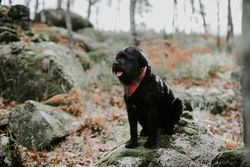 Big dog sitting on stone