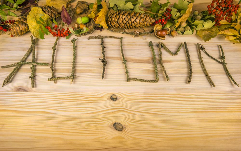 Autumn word and forest elements
