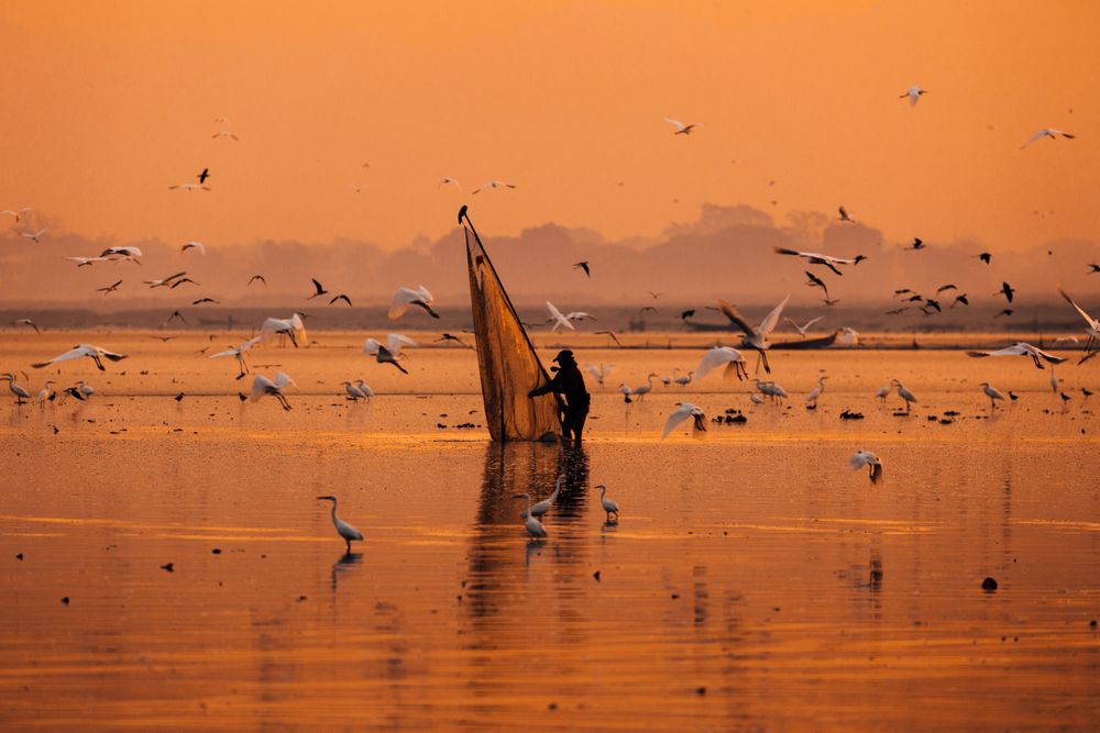 Silhouette of man with a net standing on shallow water surrounded by flock of birds during sunset