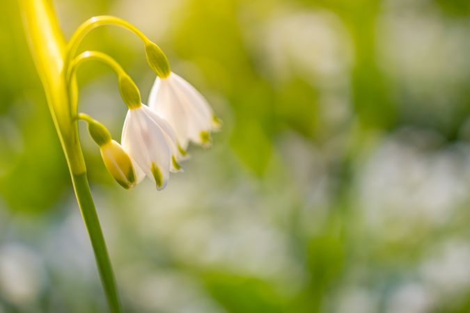 Small snowdrop flowers with copy space
