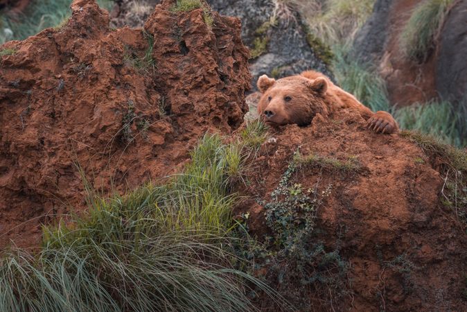 Brown bear walking in rocky terrain