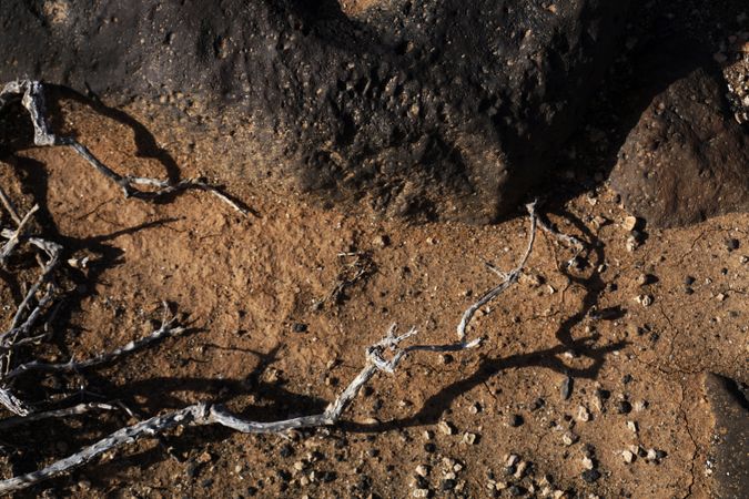 Dry soil with dead bare plant