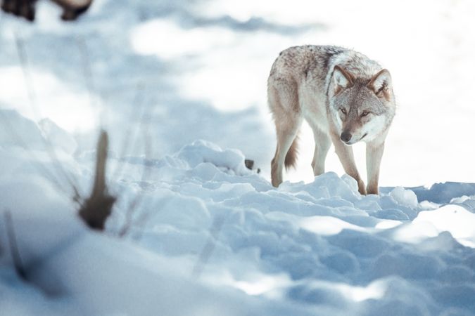 Wolf on hill near stones and snow